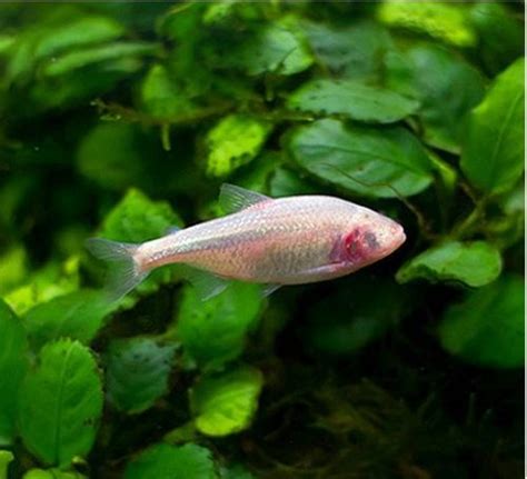 Mexican Blind Cave Tetra (Astyanax mexicanus) for sale azgardens.com