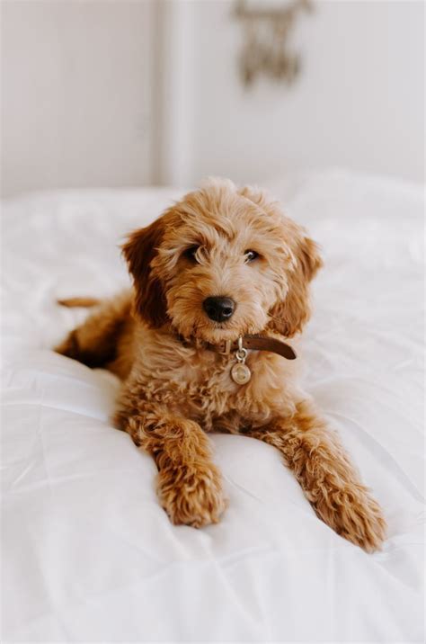 31 Cute Goldendoodle Puppies That Will Take Your Breath Away Paw Paw