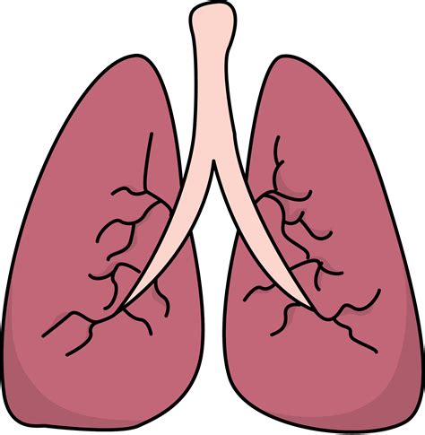 Image For Free Lungs Health High Resolution Clip Art Lungs Health