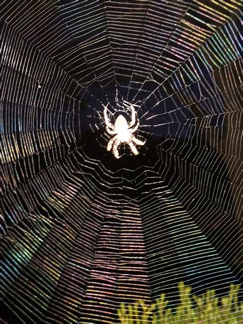 Oh What A Tangled Web We Weave Smithsonian Photo Contest