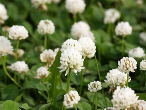 Controlling White Clover How To Get Rid Of White Clover