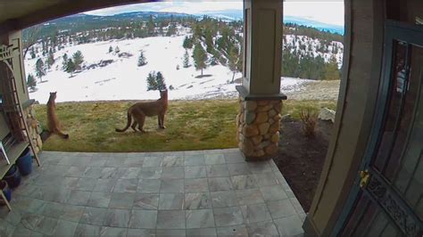 Backyard Camera Captures 2 Cougars Strolling Past Kelowna Bc Home