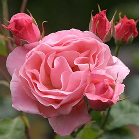 Queen Elizabeth® Grandiflora Roses Roses Heirloom Roses