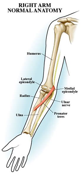 Anatomy Of Forearm Bone