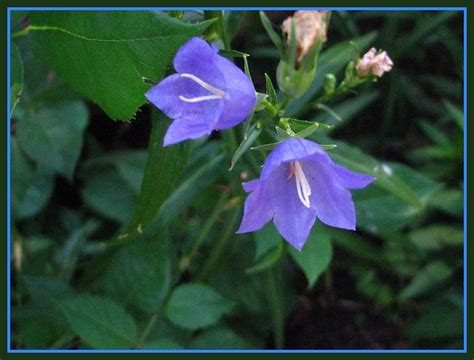 Blue Bell Shaped Flower Explore Buckeye616s Photos On Fl Flickr