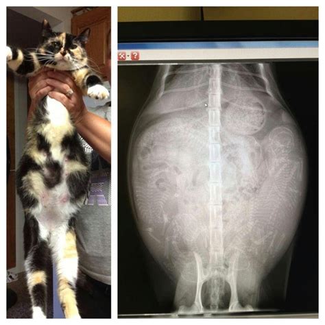 Xray Of A Pregnant Cat Gata Preñada Animales Ciencia Animal