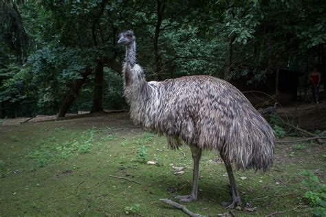 Zoo ZlÍn Emu Hnědý