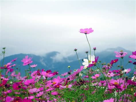 Nature Landscapes Flowers Plants Fields Mountains Sky Clouds Petals