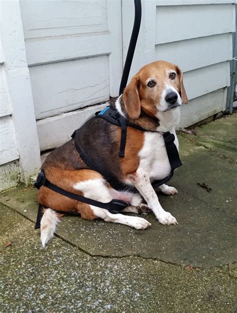Kale Chips The Beagle Has Reached His Goal Weight After A Year Of Hard