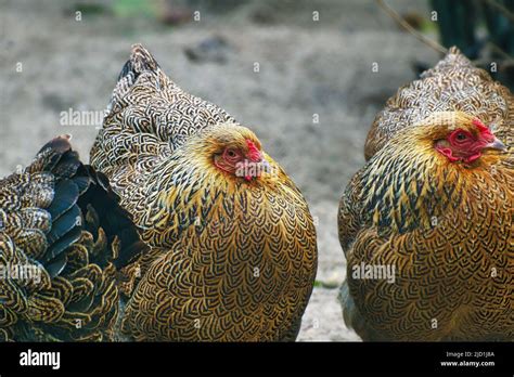 Hen On A Farm Looking For Food The Free Living Birds Scratching On The