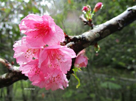 Secara digolongkan menjadi subgenus sakura. Wallpaper Bunga Sakura Berguguran - Gambar Bunga HD
