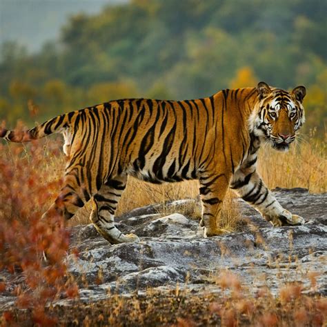 If you're looking for bengal cat information, you've come to the right despite its name, the bengal cat is not a tiger. The world of mice that came up with the music effect ...