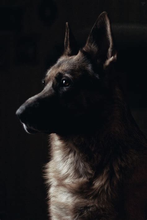 German Shepherd | Dog insurance, Best dogs, Pets