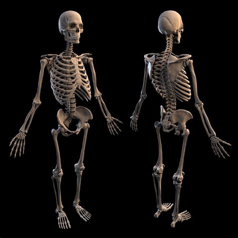 Human Male Skeleton 3d Model Cgtrader