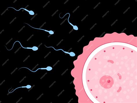 O Que Significa Fertilização
