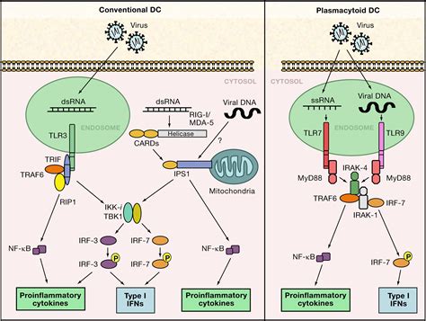 Pathogen Recognition And Innate Immunity Cell