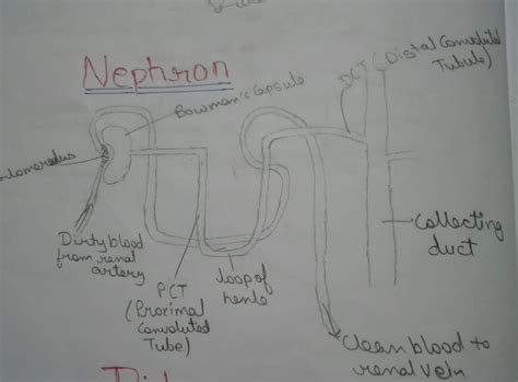 It is the largest gland, secrets bile into the small intestine. Easy Steps to Draw Nephron Class 10 NCERT Write down ...