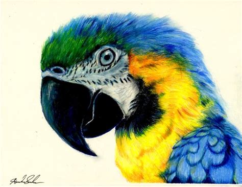 Colors show moods and perspectives, black is. macaw face | Color pencil art, Color pencil sketch, Colored pencil drawing
