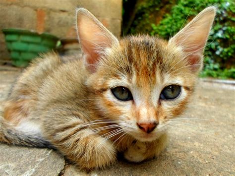 Free Images Grass Ground Cute Wildlife Fur Young Kitten