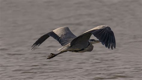 Grey Heron In Flight By Whymo Ephotozine