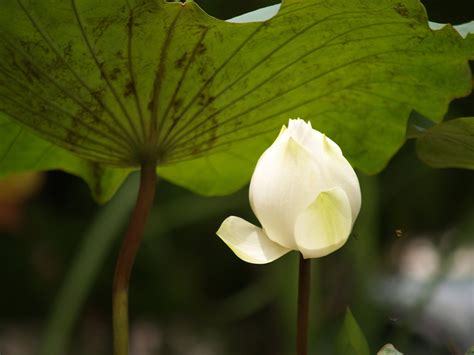 Designers also selected these stock photos. Free Lotus Flower Stock Photo - FreeImages.com