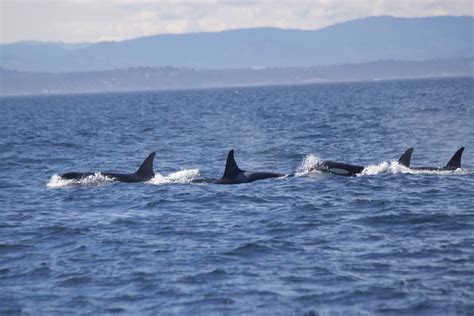 Five Star Whale Watching Resident Orcas J K And L Pod Off San Juan
