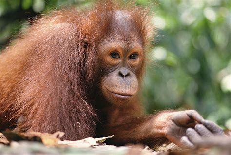 Orangutan Pongo Pygmaeus Portrait Photograph By Gerry Ellis Pixels