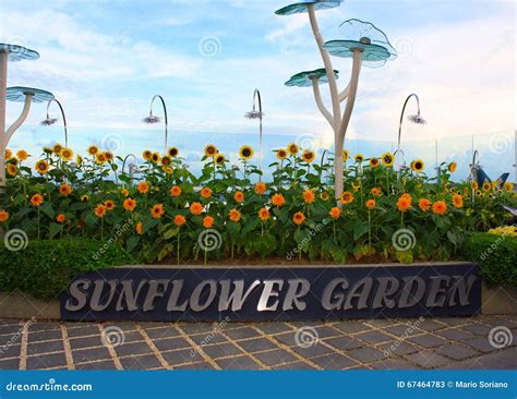 Sunflower Garden At Changi Airport Editorial Stock Photo Image Of