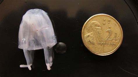 Irukanji Jellyfish Four People Stung In Queensland In One Afternoon