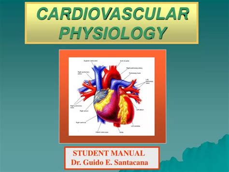 Ppt Cardiovascular Physiology Powerpoint Presentation Free Download