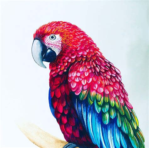 Personalised Drawings And Illustrations In 2022 Macaw Parrot Parrot