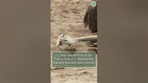 Do Ostriches Bury Their Head In The Sand To Hide Itself From Danger