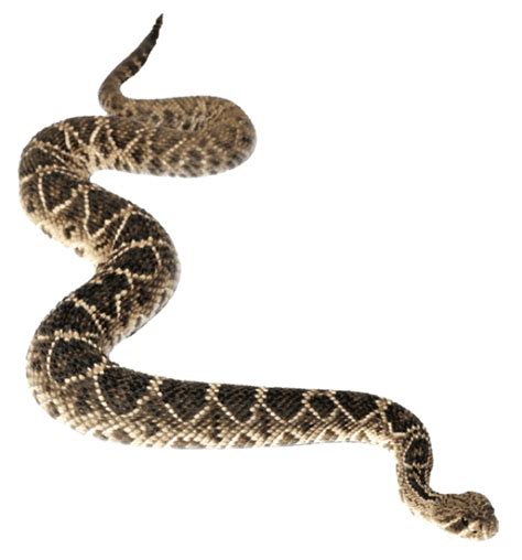Rattlesnake Png Clip Art Library