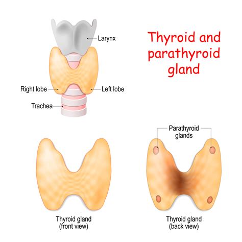 Anatomy Of Parathyroid Gland