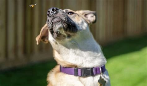 What To Do If Your Dog Is Stung By A Bee Top Dog Tips