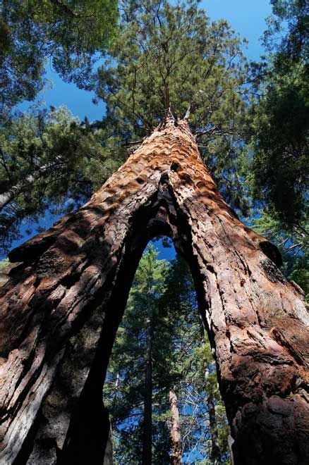 Parc National De Redwood Bing Images Sequoiadendron Giganteum Old