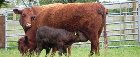 Feed every 2 to 4 weeks. North End Farm - Beef