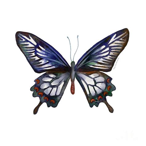 54 Ceylon Rose Butterfly By Amy Kirkpatrick In 2021 Butterfly Wall