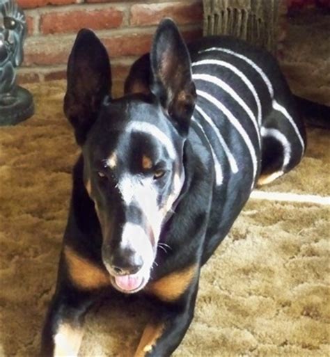 Though dna testing has become more readily available, it is still met with much skepticism on its accuracy. Doberman Shepherd (Doberman Pinscher-German Shepherd Mix) Info, Temperament, Puppies and Pictures