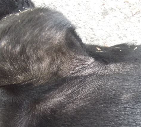 Symptoms Of A Dog Yeast Infection Gegu Pet