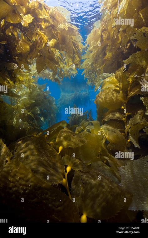 Giant Kelp Macrocystis Pyrifera Forest San Clemente Island Channel