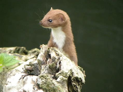 Walk This Water Way Wednesday Weasels The Mammal Society