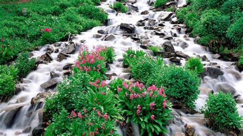 Download Wallpaper 1600x900 Mountain River Stones Greens Flowers