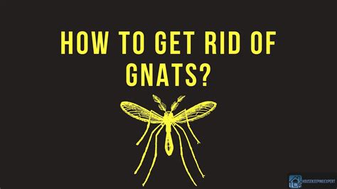 How To Get Rid Of Gnats 12 Effective Ways