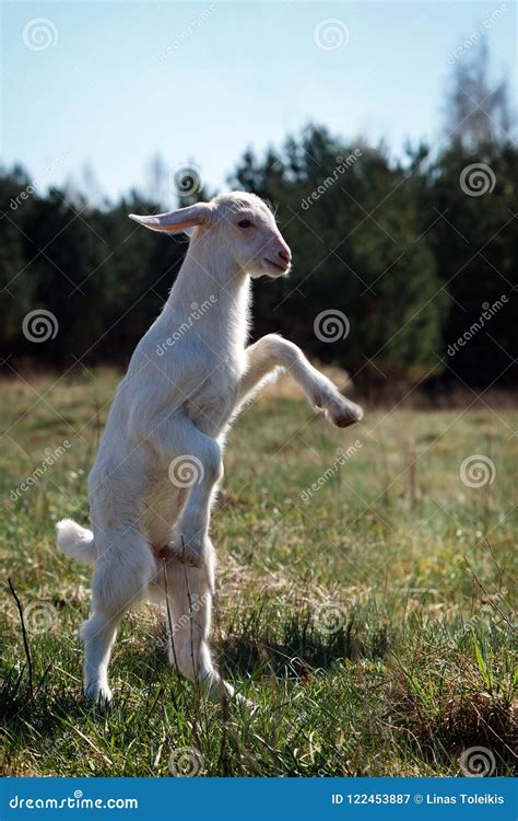 A Young White Goatling Walking On Two Legs In The Meadow Stock Image
