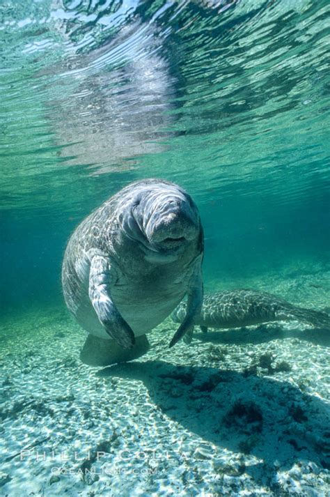 West Indian Manatee At Three Sisters Springs Florida Trichechus