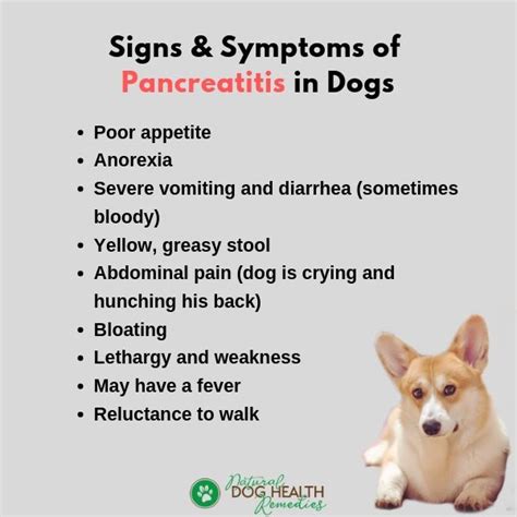 Pancreatitis In Dogs Symptoms Causes And Treatment