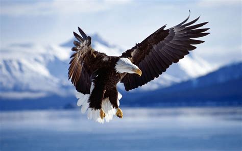Native American Eagle Wallpapers Top Free Native American Eagle Backgrounds Wallpaperaccess
