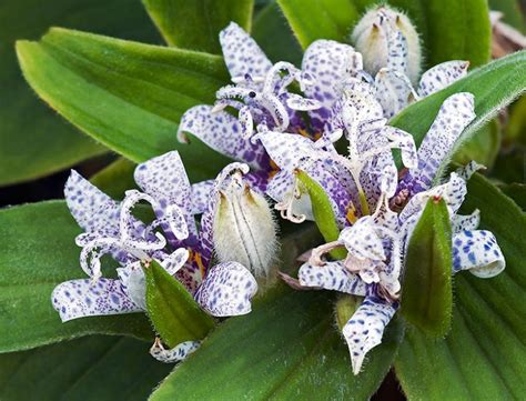 Toad Lily Guide How To Grow And Care For Tricyrtis Plants