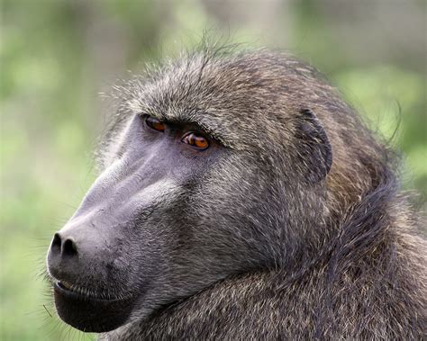 Baboon Kruger Park South Africa Baboons Are African And Flickr